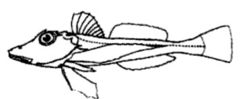 Familia Triglidae.jpg